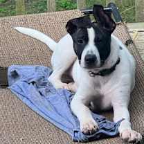 Thumbnail photo of Pongo #2