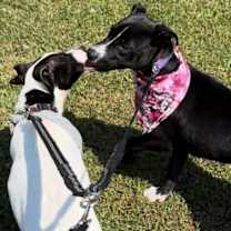 Thumbnail photo of Pongo #3