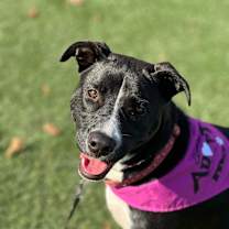 Thumbnail photo of Lavender #2