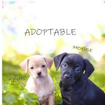 Thumbnail photo of MOOSE #1