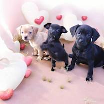 Thumbnail photo of MOOSE #2