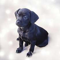 Thumbnail photo of MOOSE #3