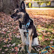 Thumbnail photo of Gilmore #2