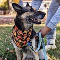 Thumbnail photo of Gilmore #4