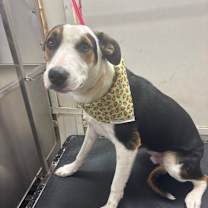 Thumbnail photo of Harold (Harry) #1