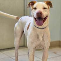 Thumbnail photo of Romper/ Casper #4