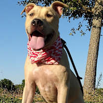 Thumbnail photo of Abbypup-Sweet companion! #3