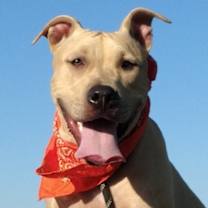 Thumbnail photo of Abbypup- very sweet companion! #1
