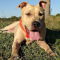 Thumbnail photo of Abbypup- very sweet companion! #2