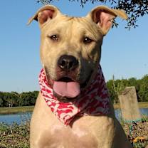 Thumbnail photo of Abbypup- very sweet companion! #3