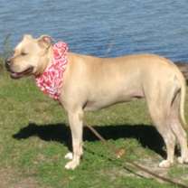 Thumbnail photo of Abbypup- very sweet companion! #4