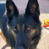 Thumbnail photo of Artemis #2