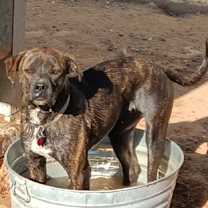 Thumbnail photo of Bingley #1