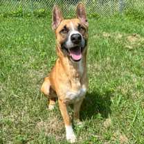 Thumbnail photo of Dipper #1