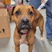 Thumbnail photo of Jocasta #3