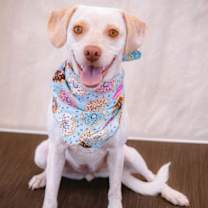 Thumbnail photo of China Coco #1