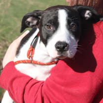 Thumbnail photo of Sunflower (In Foster to Adopt) #1
