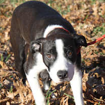 Thumbnail photo of Sunflower (In Foster to Adopt) #2