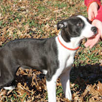 Thumbnail photo of Sunflower (In Foster to Adopt) #3
