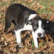 Thumbnail photo of Sunflower (In Foster to Adopt) #4