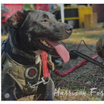 Thumbnail photo of Harrison Ford #1