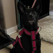 Thumbnail photo of Stormy #2