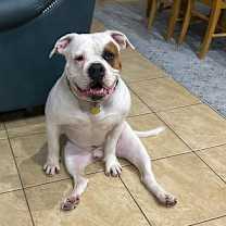 adopt-pet