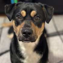 Thumbnail photo of Milo #1