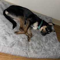 Thumbnail photo of Milo #2