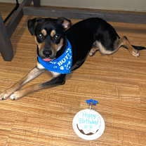 Thumbnail photo of Milo #3