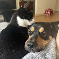 Thumbnail photo of Milo #4