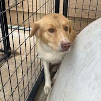 Thumbnail photo of Sandy #3
