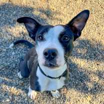 Thumbnail photo of Petunia #3