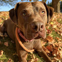 Thumbnail photo of Groot #1