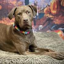 Thumbnail photo of Groot #2