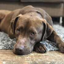 Thumbnail photo of Groot #3