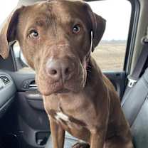 Thumbnail photo of Groot #4