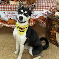 Thumbnail photo of Diesel #2