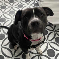 Thumbnail photo of Onyx #1