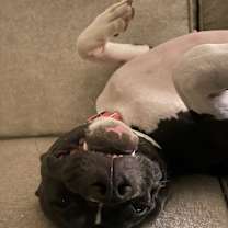 Thumbnail photo of Onyx #2