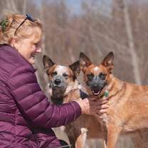 Thumbnail photo of BAM BAM (red heeler) #2