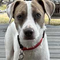 Thumbnail photo of Dolly #1