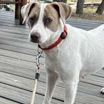 Thumbnail photo of Dolly #3