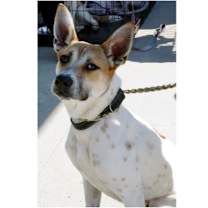 Thumbnail photo of Aston (Roadsters litter) #1