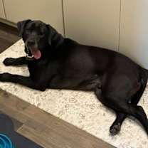 Thumbnail photo of Burger #1