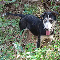 Thumbnail photo of Badger #1