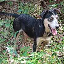 Thumbnail photo of Badger #2