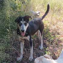 Thumbnail photo of Badger #3