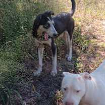 Thumbnail photo of Badger #4