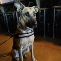 Thumbnail photo of Maggie #1